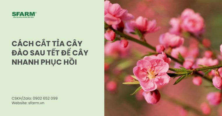 cach cat tia cay dao sau tet thumb