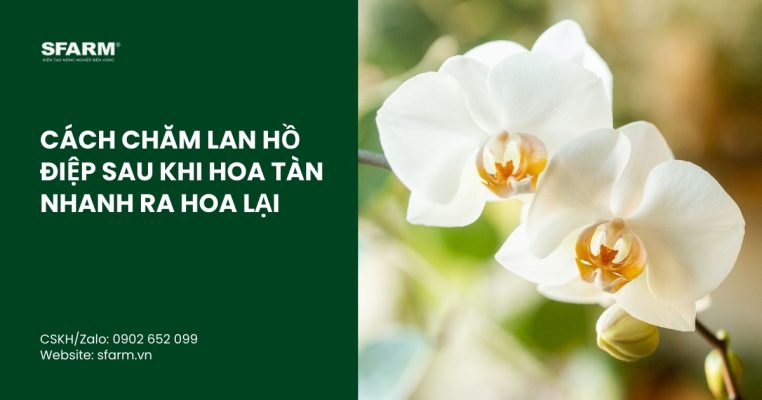 cach cham lan ho diep sau khi hoa tan thumb