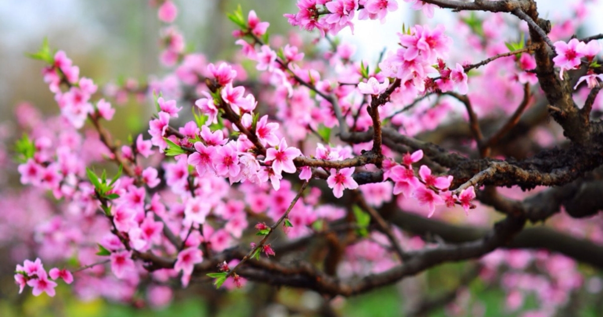 Cần để cây dưới ánh sáng gián tiếp hoặc không quá gắt Cần để cây dưới ánh sáng gián tiếp hoặc không quá gắt