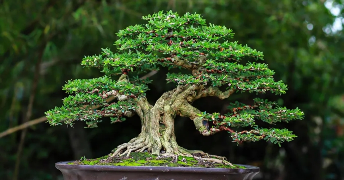 Linh sam hạt gạo Tân Phú toát lên vẻ phú quý