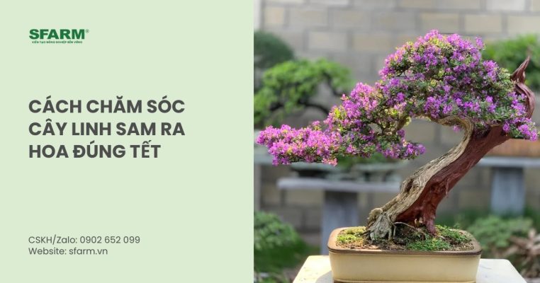 cach cham soc cay linh sam ra hoa dung tet thumb