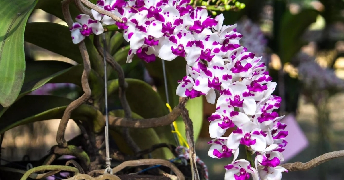 Tưới nước nhẹ sau Tết giúp kích rễ lan phục hồi mà không gây úng