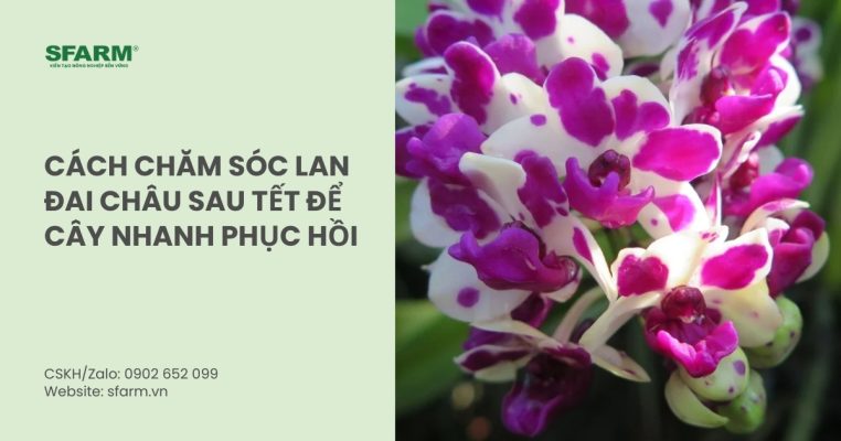 cach cham soc lan dai chau sau tet thumb