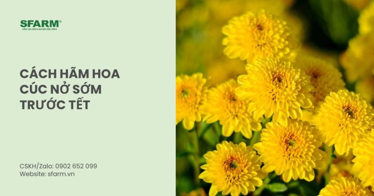 cach ham hoa cuc no som thumb