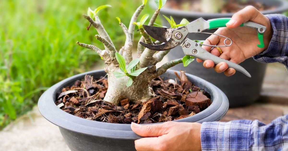 Cắt tỉa giúp tập trung dinh dưỡng cho cây