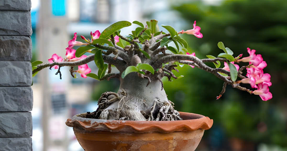 Cần tính toán thời điểm ra hoa sứ