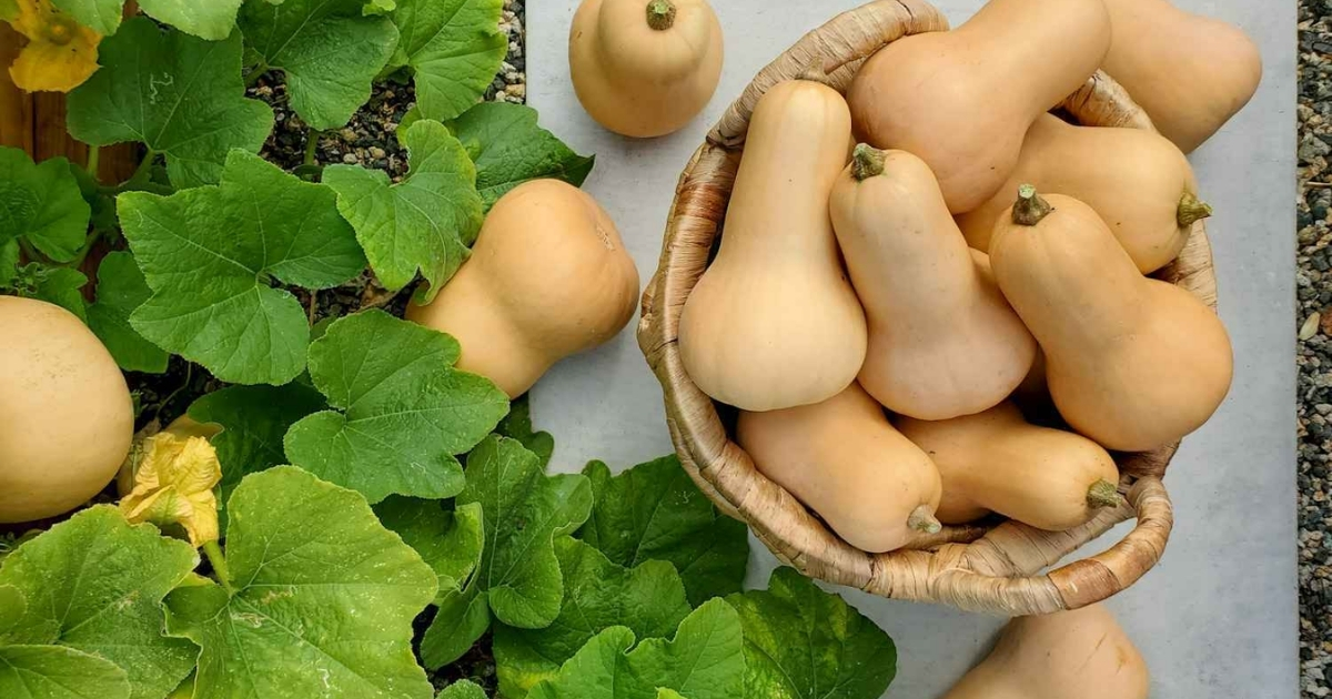 Bí hồ lô thuộc họ bầu bí Bí hồ lô thuộc họ bầu bí