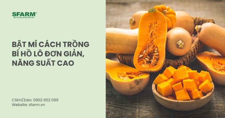 cach trong bi ho lo thumb
