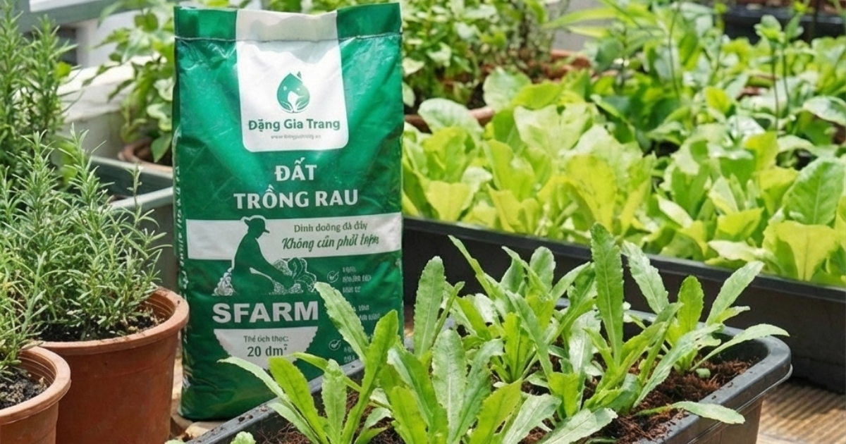 Sử dụng đất trồng rau SFARM giúp tiết kiệm thời gian chăm sóc Sử dụng đất trồng rau SFARM giúp tiết kiệm thời gian chăm sóc
