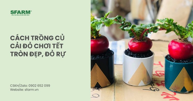 cach trong cu cai do choi tet thumb