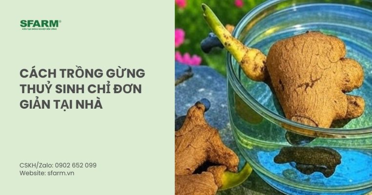 cach trong gung thuy sinh thumb