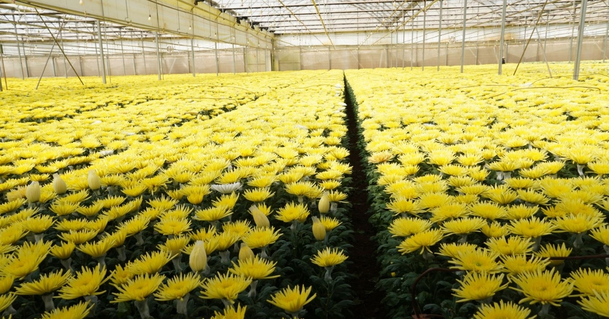 Khoảng cách trồng đúng giúp cây phát triển tốt