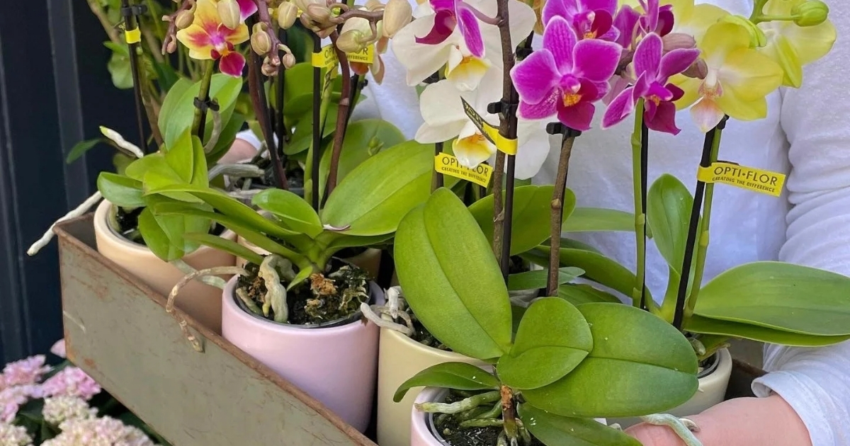 Kích thước chậu phù hợp giúp lan hồ điệp sinh trưởng ổn định
