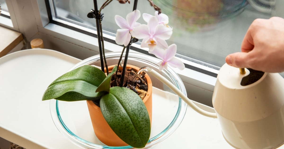 Tưới nước điều độ giúp lan hồ điệp phát triển ổn định sau khi trồng