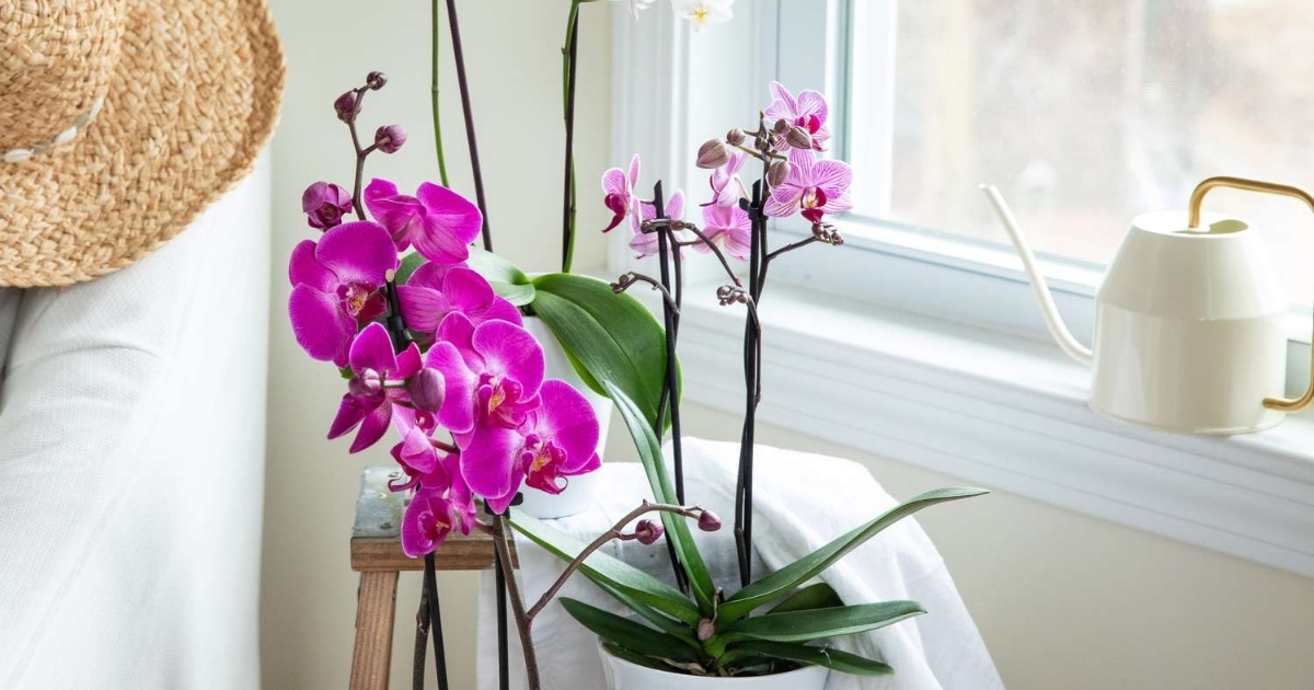 Quan sát lá và rễ lan hồ điệp giúp xử lý kịp thời khi cây gặp vấn đề