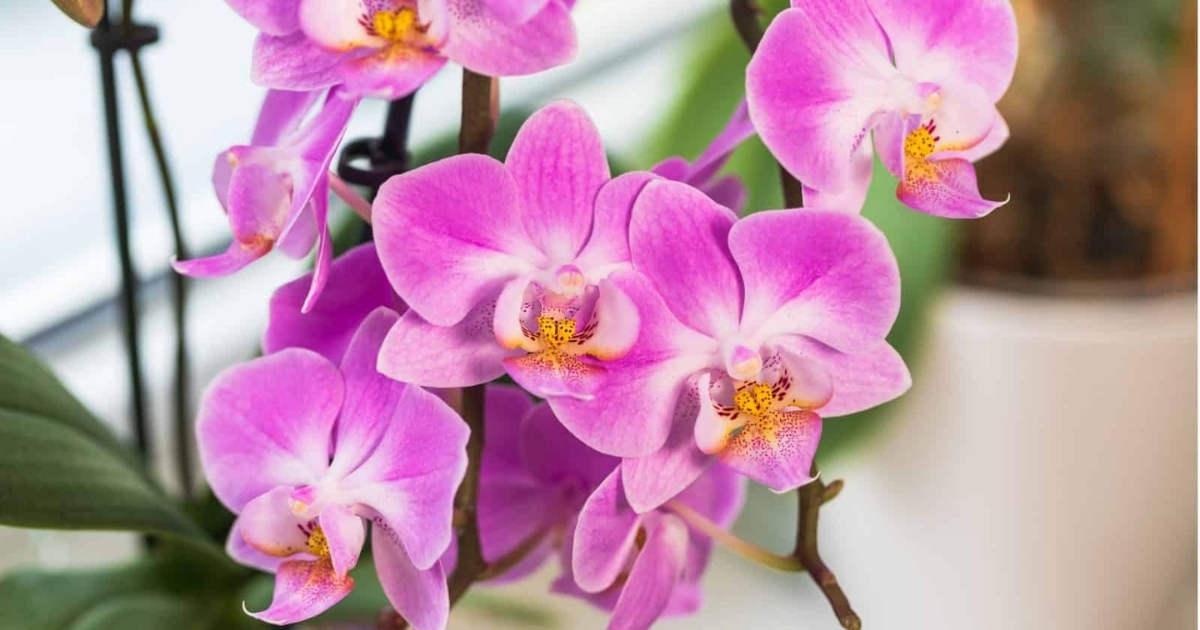 Hướng dẫn cách trồng lan hồ điệp mới mua về