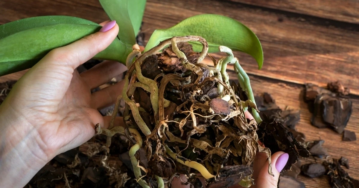 Cần cắt bớt rễ hư để lan phát triển