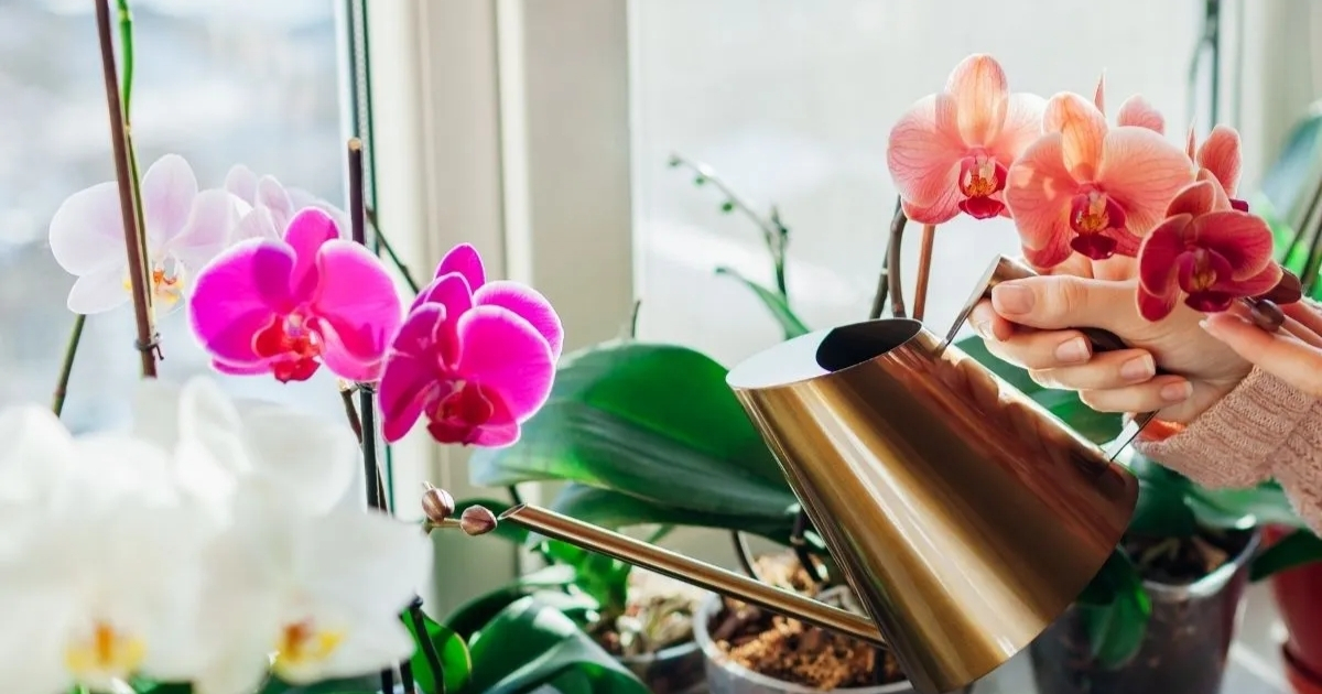 Nên tưới vào gốc hoặc giá thể, tránh phun lên lá