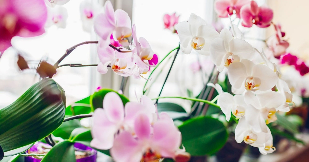 Cách trồng lan hồ điệp sau Tết dễ áp dụng