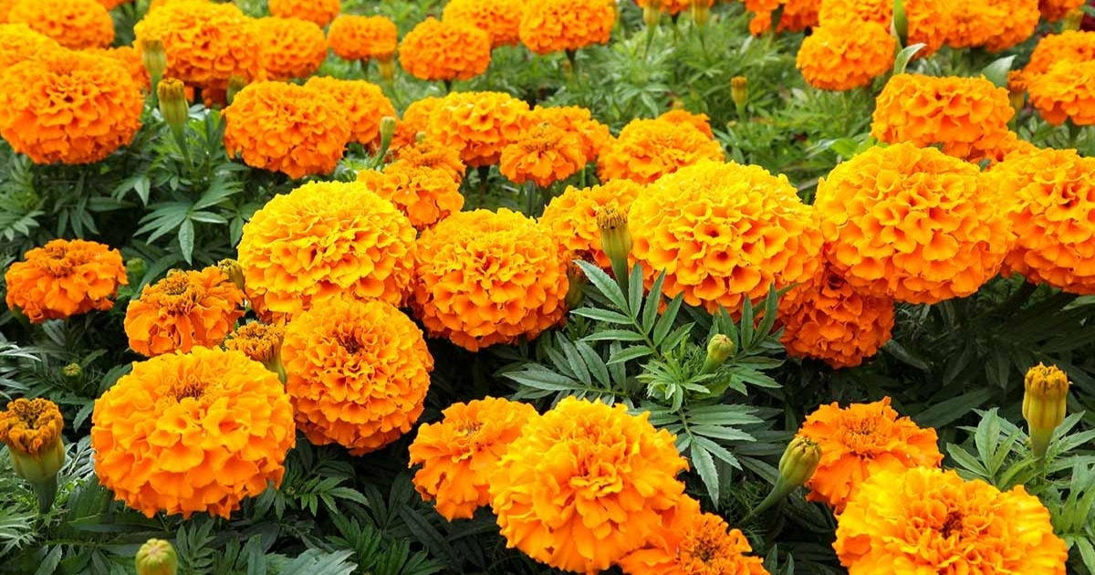 Cách xử lý hoa vạn thọ nở sớm Cách xử lý hoa vạn thọ nở sớm