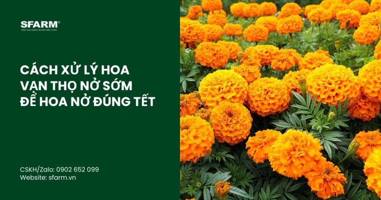 cach xu ly hoa van tho no som thumb