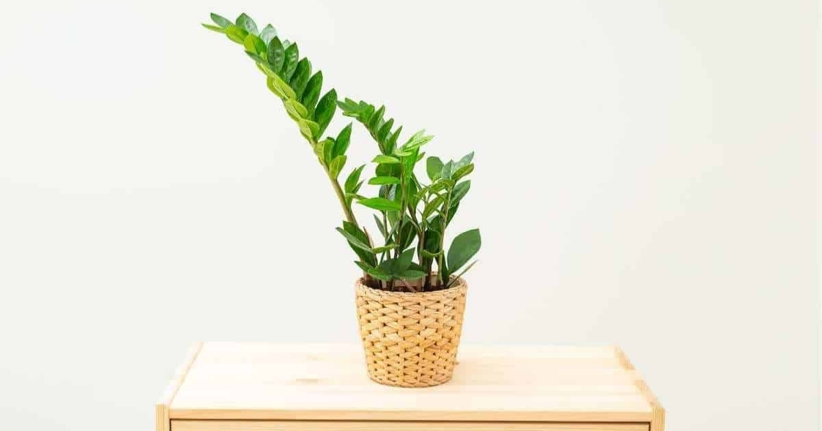 Kim tiền với hình dáng lá đẹp mắt