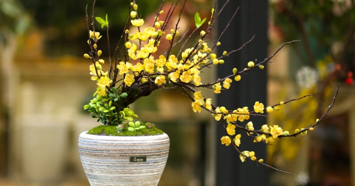 Hoa mai là biểu tượng Tết ở miền Nam