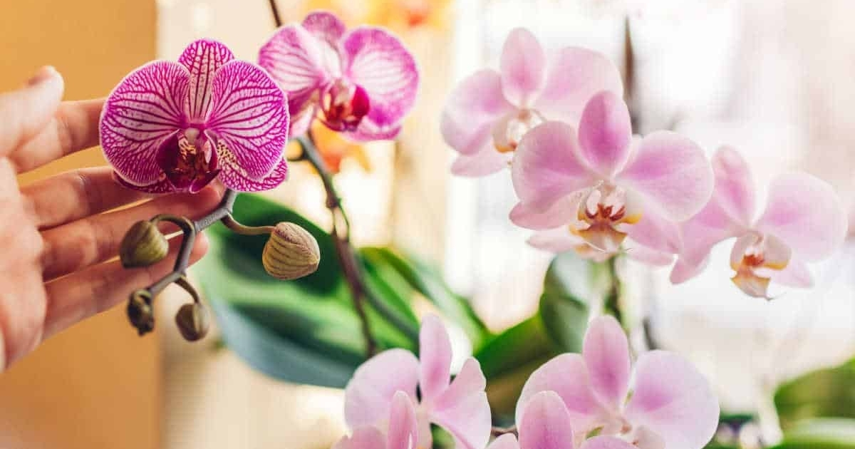 Hoa lan hồ điệp sang trọng và quý phái