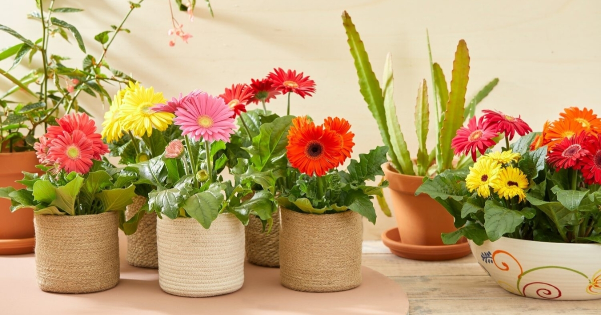 Hoa đồng tiền với màu sắc tươi sáng nổi bật
