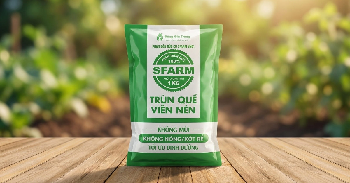 Phân trùn quế viên nén phù hợp để chăm sóc hoa cúc sau Tết