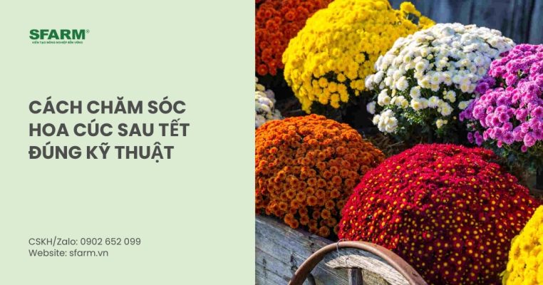 cham soc hoa cuc sau tet thumb