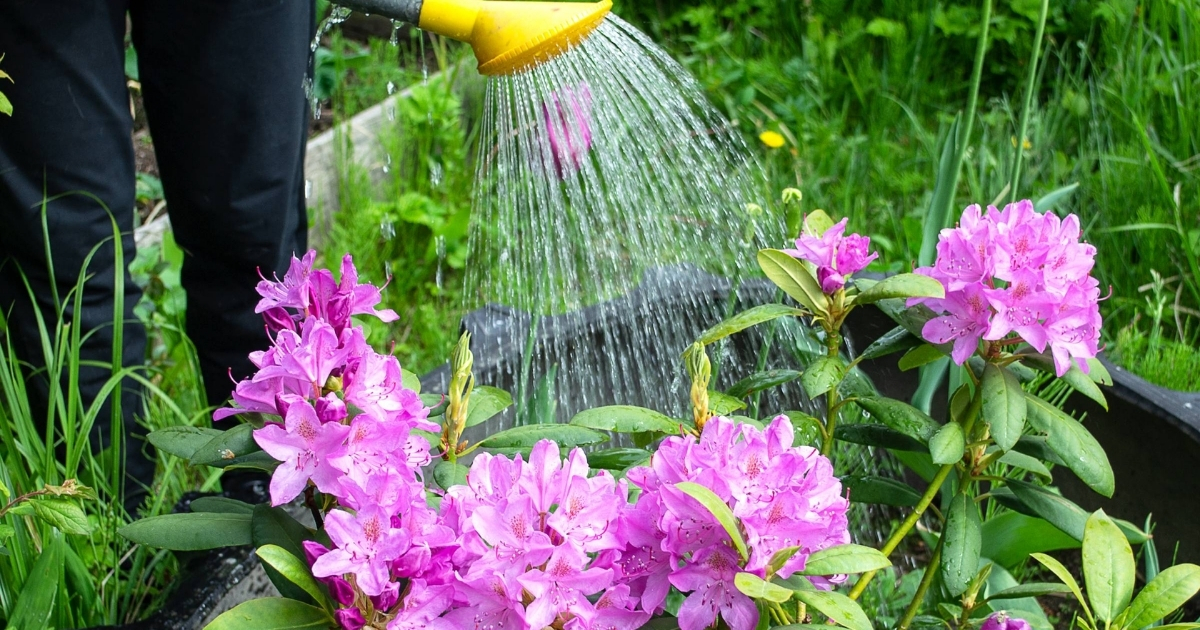 Nên tưới nước cho hoa vào buổi sáng Nên tưới nước cho hoa vào buổi sáng