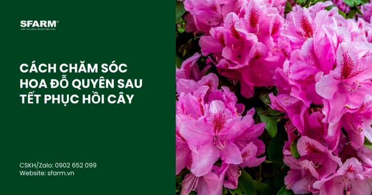 cham soc hoa do quyen sau tet thumb