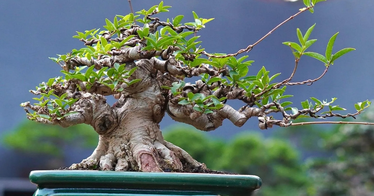 Cắt tỉa giúp mai chiếu thủy ra hoa đúng Tết Cắt tỉa giúp mai chiếu thủy ra hoa đúng Tết