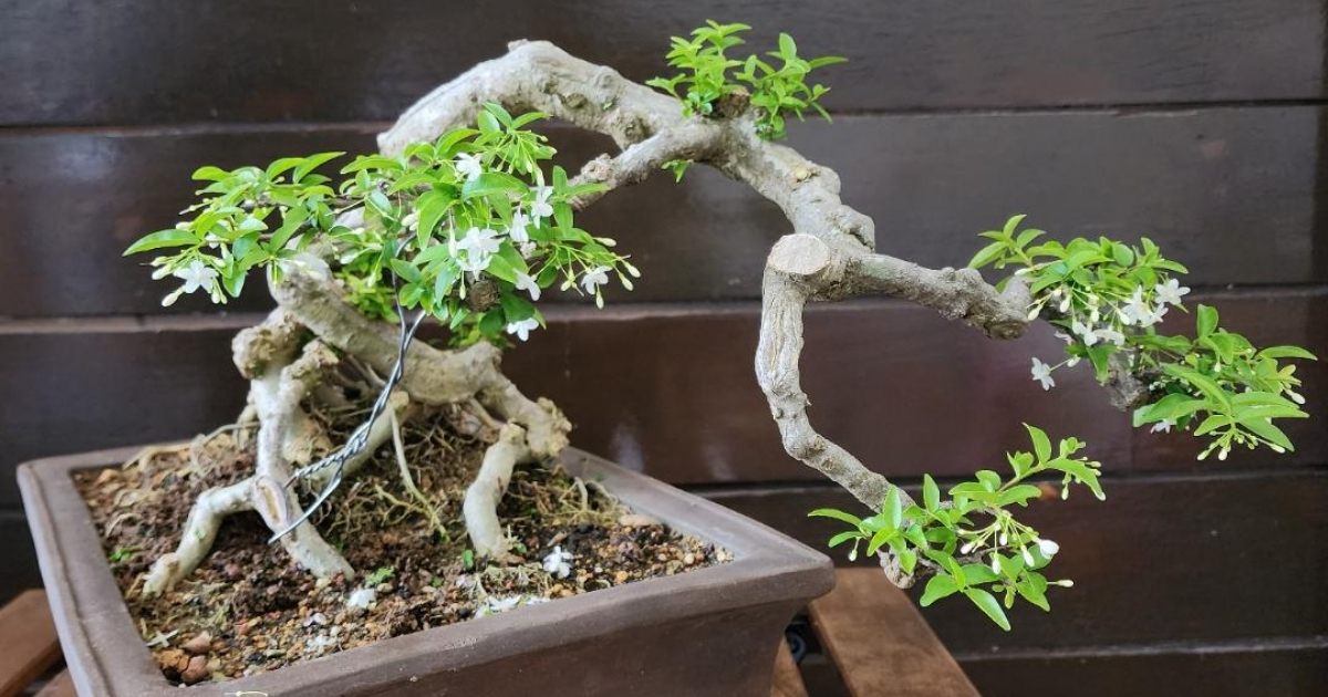 Giữ tán cây thông thoáng để hoa không bị nấm bệnh tấn công Giữ tán cây thông thoáng để hoa không bị nấm bệnh tấn công