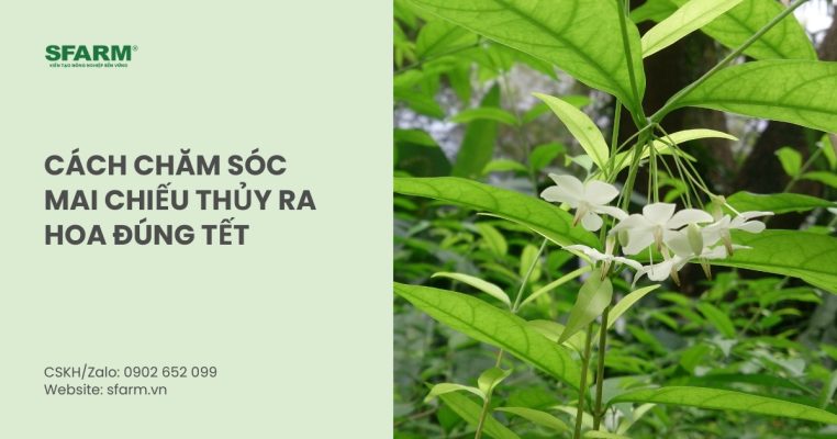 cham soc mai chieu thuy ra hoa dung tet thumb