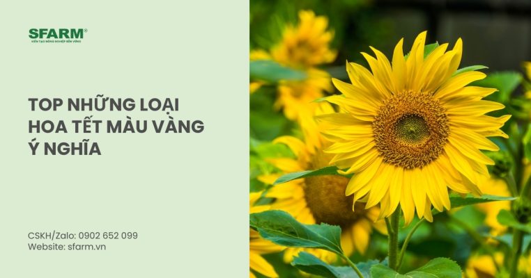 hoa tet mau vang thumb