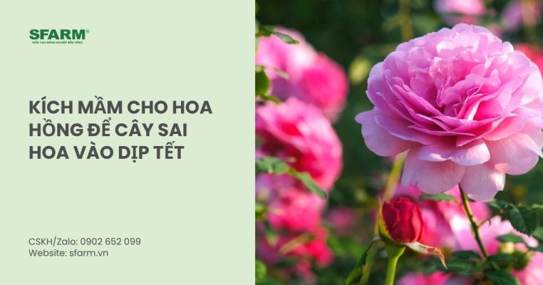 kich mam cho hoa hong thumb