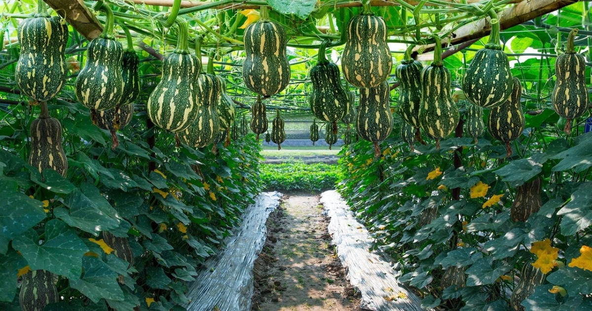 Bí đỏ F1 là thế hệ lai tạo đầu tiên Bí đỏ F1 là thế hệ lai tạo đầu tiên