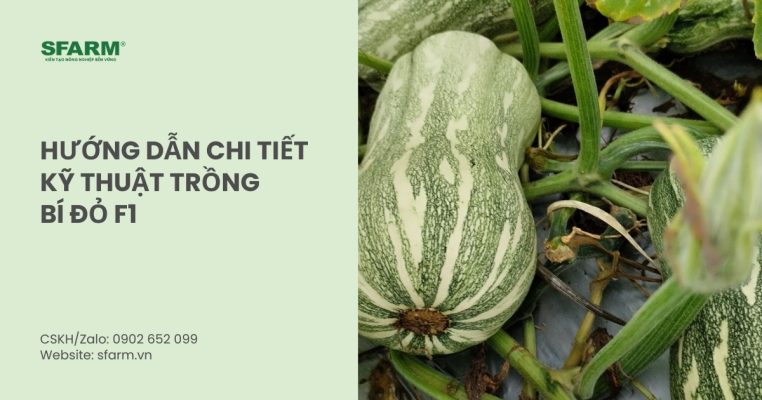 ky thuat trong bi do f1 thumb