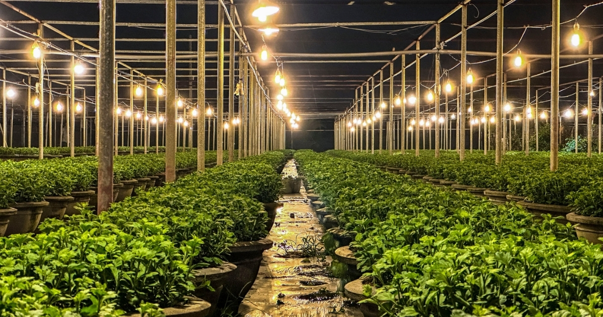 Có thể thắp đèn buổi tối để cung cấp ánh sáng cho hoa Có thể thắp đèn buổi tối để cung cấp ánh sáng cho hoa