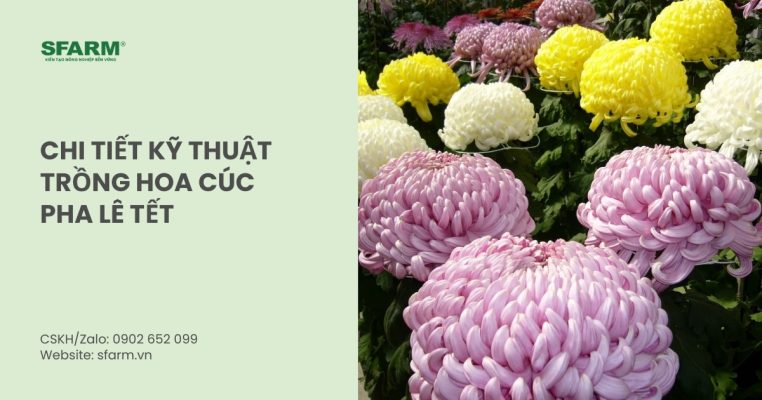 ky thuat trong hoa cuc pha le tet thumb