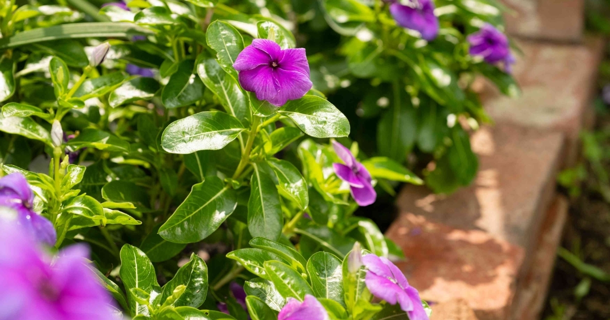 Trồng dừa cạn bằng cây con giúp cây đứng thẳng