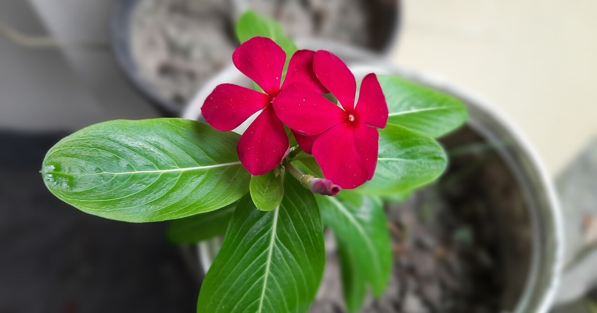 Hoa dừa cạn có thể được trồng từ cành Hoa dừa cạn có thể được trồng từ cành