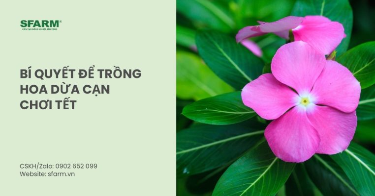 trong hoa dua can choi tet thumb