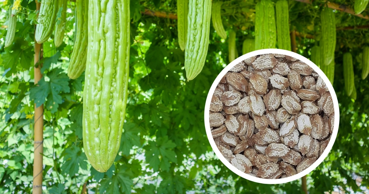 Thời điểm gieo trồng quyết định thời gian thu hoạch