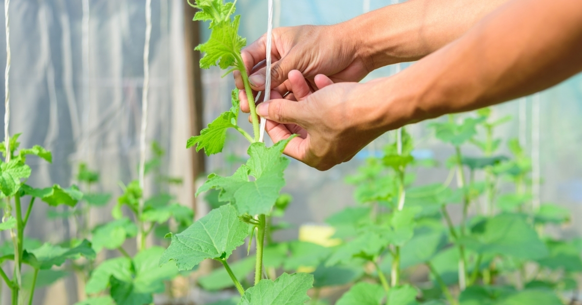 Cần ngắt đọt để giúp khổ qua phân tán, tăng tỷ lệ đậu trái