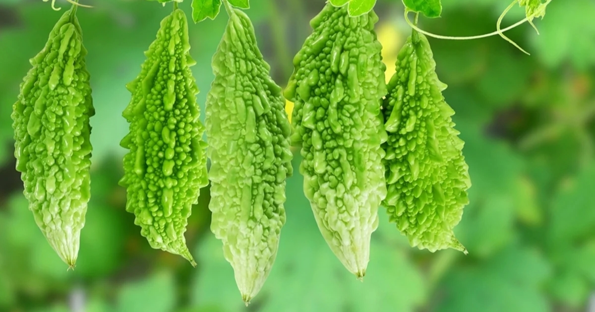 Khổ qua có thể thu hoạch kéo dài lên đến 1 tháng
