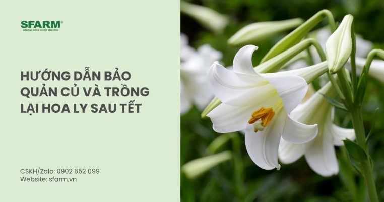 trong lai hoa ly sau tet thumb