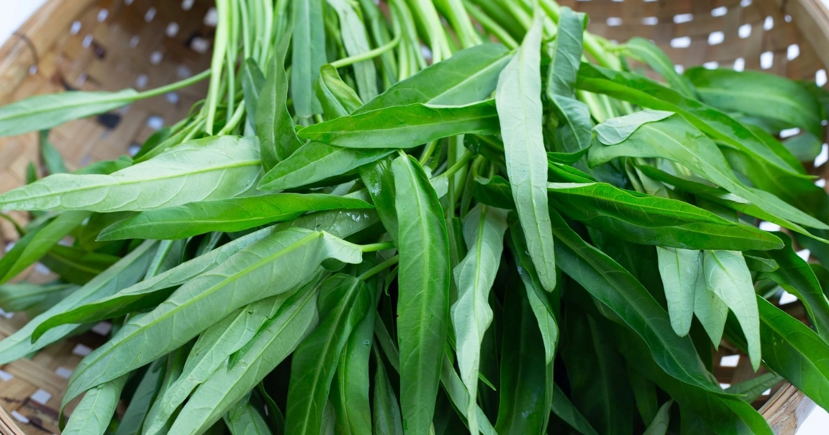 Rau muống thu hoạch nhanh phù hợp trồng tại sân nhà